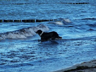 Ein Traum für Hunde und Herrchen