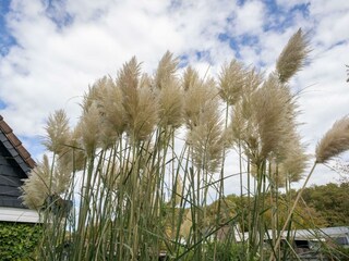 Ferienhaus Renesse Außenaufnahme 3