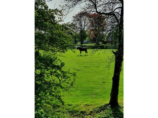Blick in Nachbarsgarten aus dem Schlafzimmer