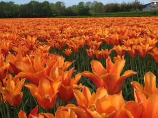 Casa de vacaciones Julianadorp  9