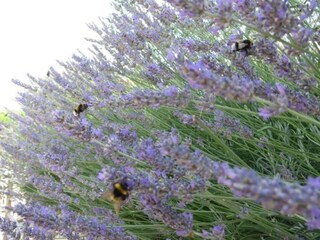 Maison de vacances Turanj Environnement 22