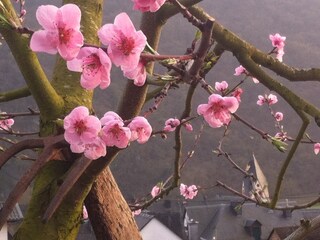 die ersten Frülingsboten