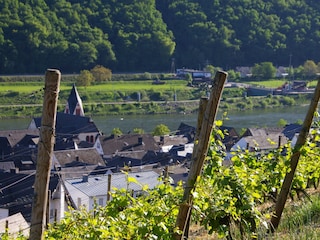 Wander in den Weinbergen
