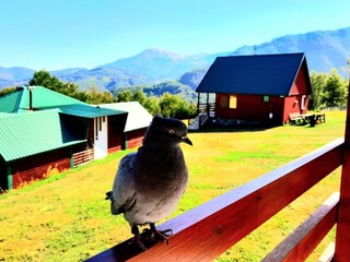 Apartamento Kolašin  26