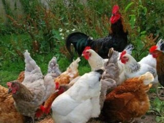 Apartment Kolašin Außenaufnahme 1