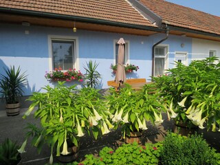 Vakantieappartement St. Andrä am Zicksee Buitenaudio-opname 2