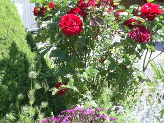 Casa per le vacanze Cavigny Caratteristiche 29