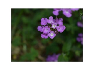 Cottage Floridia Außenaufnahme 12