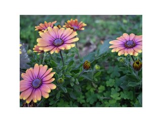 Cottage Floridia Umgebung 26