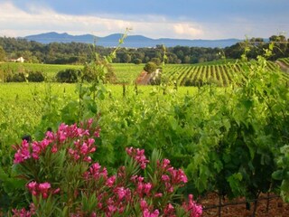 Villa Le Muy Ambiente 26