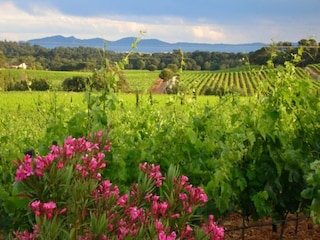 Villa Le Muy Omgeving 26