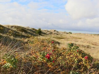 Vakantiehuis Halmstad  16