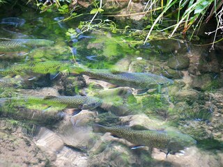 Appartamento Dabo  15