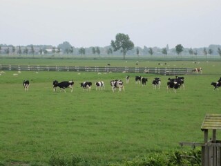 Vakantiehuis Berkhout Omgeving 30