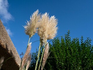Casa de vacaciones Westerland Características 12