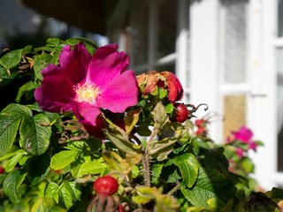 Maison de vacances Westerland Environnement 34