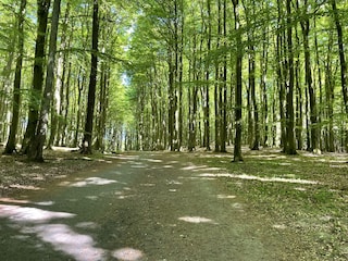wunderschöne Rügenlandschaft