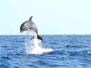 Apartment El Médano  30