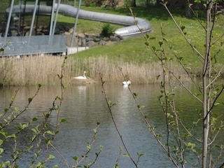 Brütende Schwäne vor dem Wellnesbad