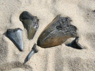 Vakantieappartement Nieuwvliet Omgeving 18