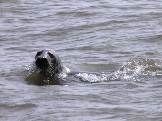 Vakantieappartement Nieuwvliet Omgeving 19