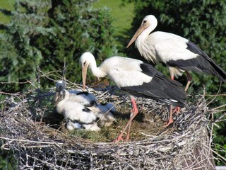 Appartamento Herbolzheim Ambiente 30