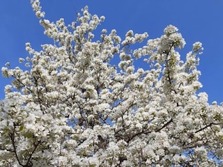 Apartment Herbolzheim Environment 32