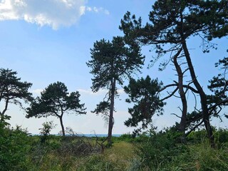Ferienhaus Veddinge Außenaufnahme 11