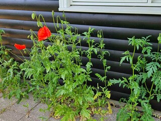 Ferienhaus Veddinge Außenaufnahme 15