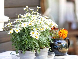 Ferienhaus Nykøbing Sjælland  24