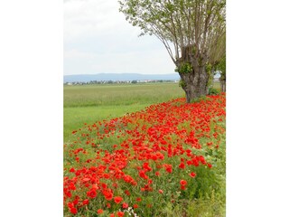 Appartamento per vacanze Mörbisch am See Ambiente 25