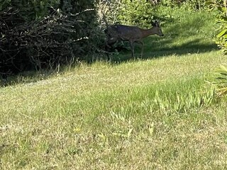 Vakantiehuis Ebeltoft  4