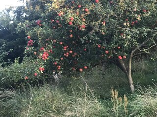 Ferienhaus Ebeltoft  5
