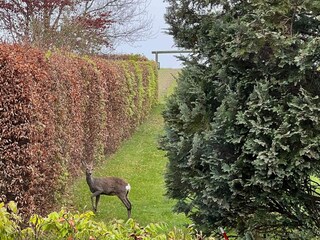 Vakantiehuis Enø Buitenaudio-opname 15
