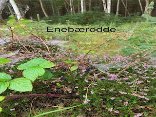 Holiday house Otterup  11