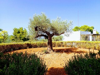 Casa de campo Santa Eulalia del Río  39