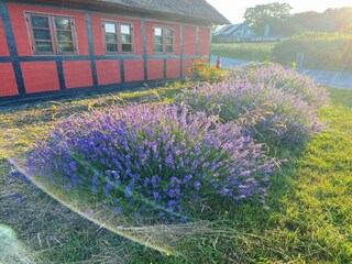 Vakantiehuis Frørup Buitenaudio-opname 3