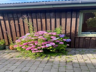 Ferienhaus Veddinge Außenaufnahme 4