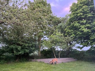 Vakantiehuis Borre Buitenaudio-opname 9