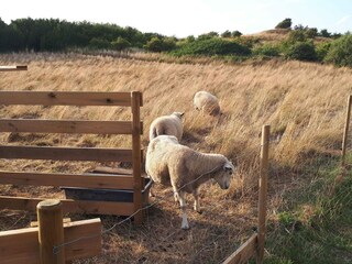 Vakantiehuis Bagenkop Buitenaudio-opname 14