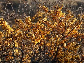 Vakantiehuis Skagen Buitenaudio-opname 2
