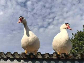 Vakantiehuis Snogebæk Buitenaudio-opname 7