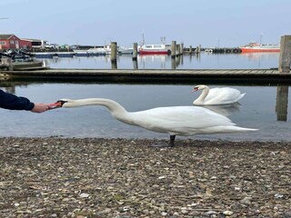 Ferienhaus Bagenkop Außenaufnahme 6