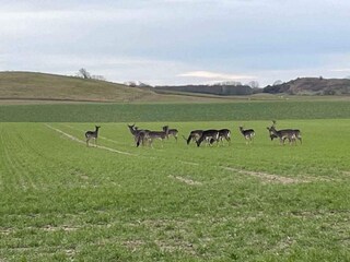 Ferienhaus Bagenkop  18