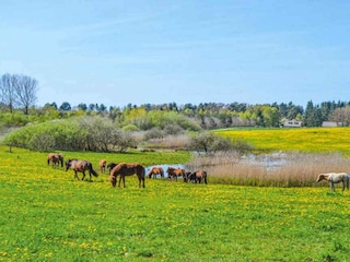Holiday house Rørvig  13