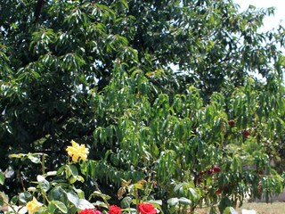 Apartment Ugljan (Ort)  8