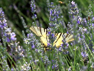 Apartment Ugljan (Ort)  9