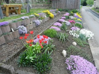 Blütenpracht im Steingarten