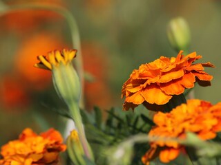 Holiday house Roč  28