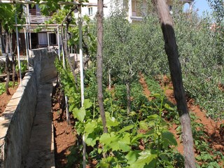 Apartment Pješčana Uvala  8